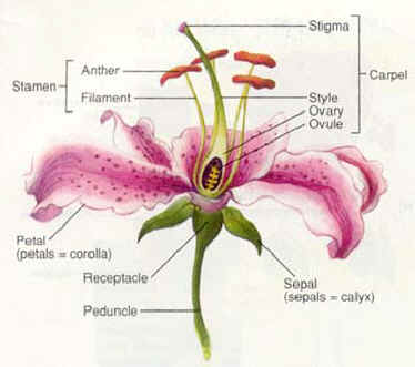 parts of flower diagram. The male part of the flower is